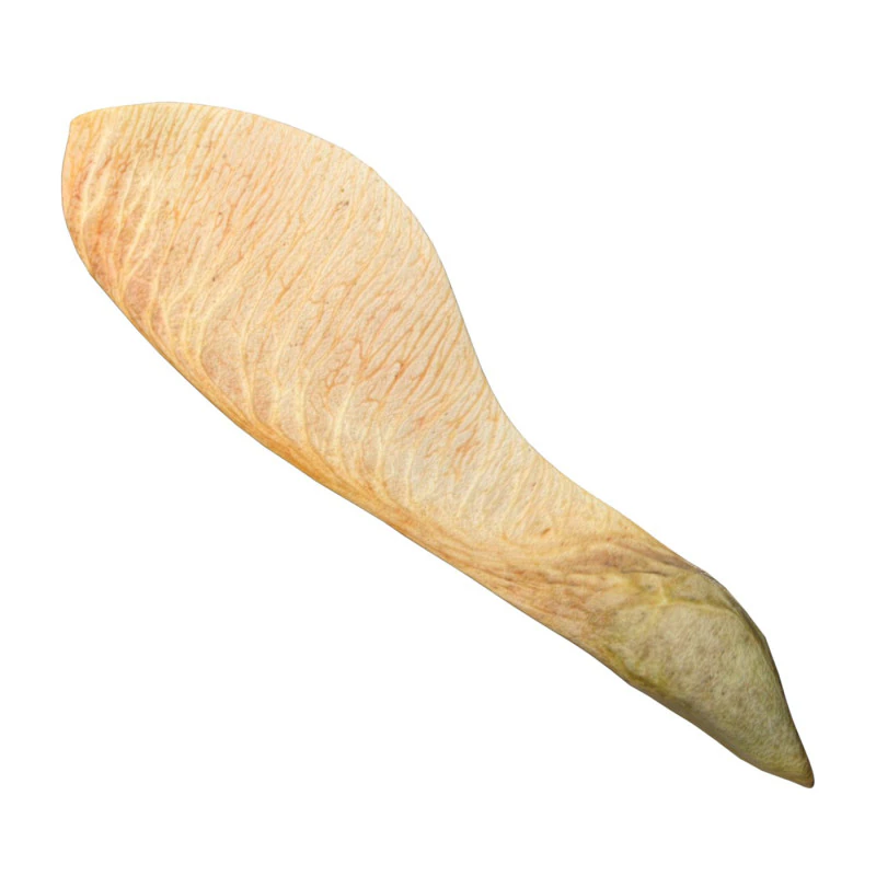 Dry maple seed v2 3D Model .c4d .max .obj .3ds .fbx .stl .blend