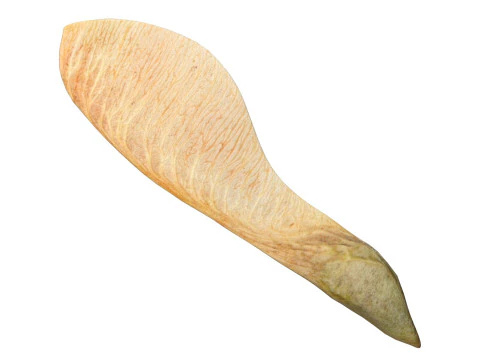 Dry maple seed v2 3D Model