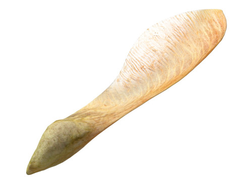Dry maple seed v2 3D Модель