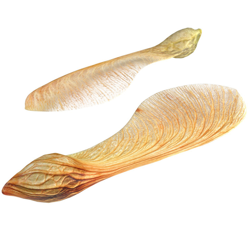 Dry maple seeds Modèle 3D .c4d .max .obj .3ds .fbx .stl .blend