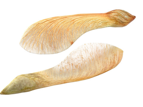 Dry maple seeds 3D Model