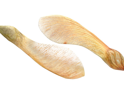 Dry maple seeds 3D Model