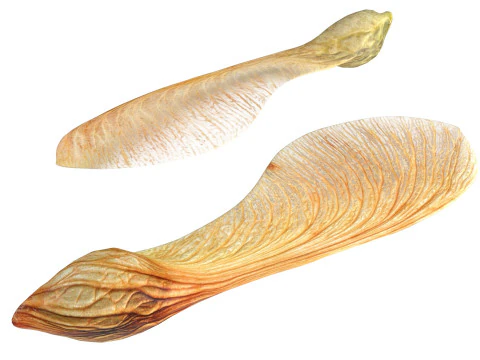 Sementes de bordo secas Modelo 3D