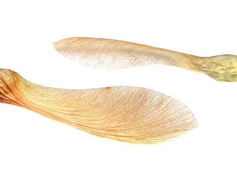 Dry maple seeds 3D Model