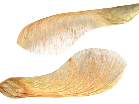 Sementes de bordo secas Modelo 3D