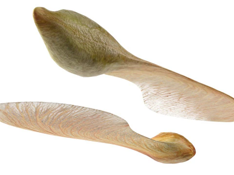 Sementes de bordo secas Modelo 3D