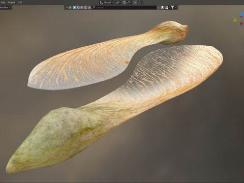 Dry maple seeds 3D Model