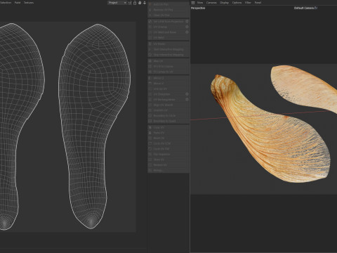 Dry maple seeds 3D Model