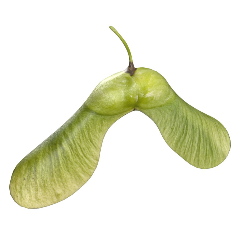 Green Maple seed 3D Model .c4d .max .obj .3ds .fbx .stl .blend
