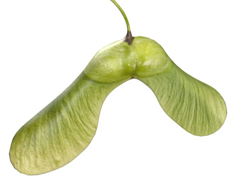Green Maple seed Modèle 3D