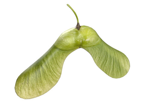 Green Maple seed 3D Model