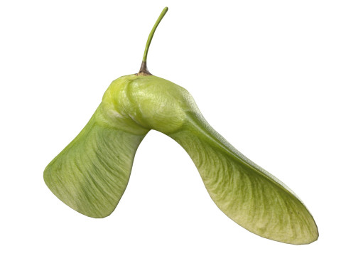 Green Maple seed 3D Model
