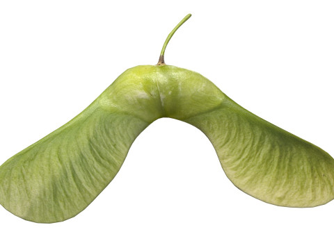 Green Maple seed 3D Model