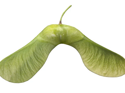 Semilla de arce verde Modelo 3D