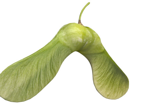 Green Maple seed 3D Model