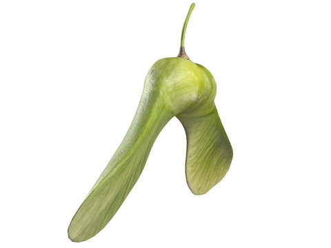 Green Maple seed 3D Model