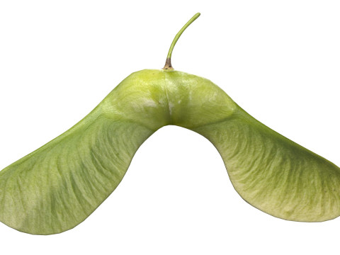 Green Maple seed 3D Model