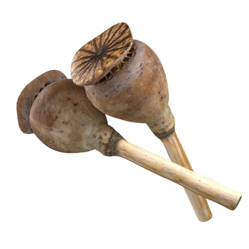 Dry Poppy Seed 3D Model .c4d .max .obj .3ds .fbx .stl .blend