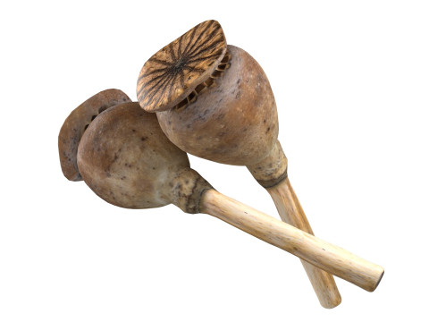 Dry Poppy Seed 3D Модель