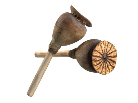Dry Poppy Seed 3D Модель