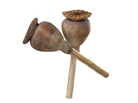 Dry Poppy Seed 3D Модель