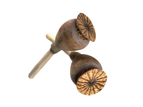 Dry Poppy Seed 3D Модель