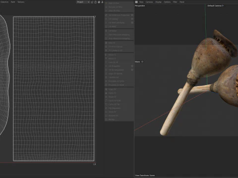 Dry Poppy Seed 3D Model