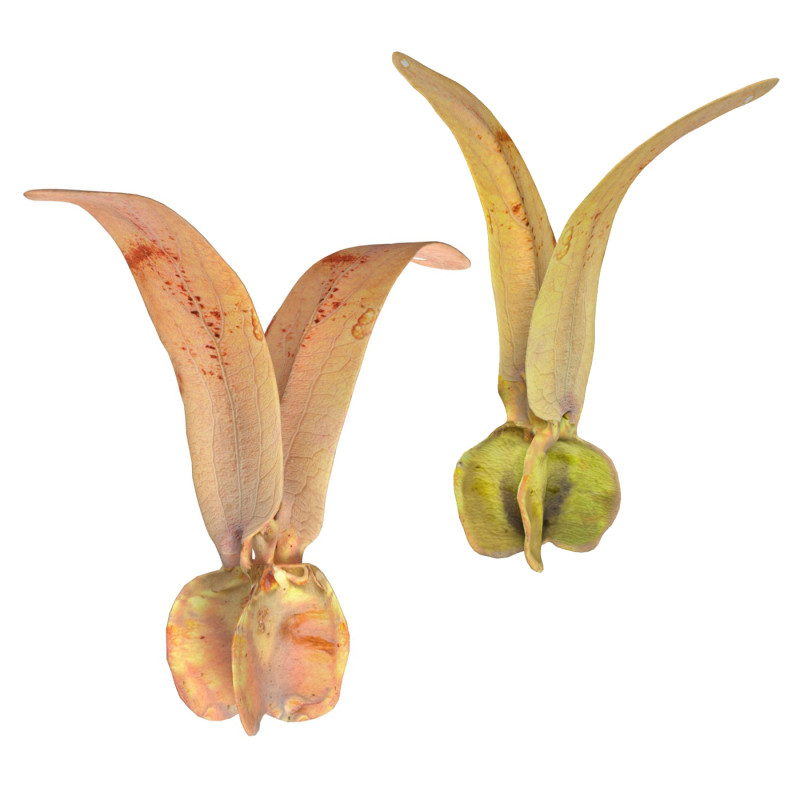 Flying Seed Diptocarpus alatus 3D Модель .c4d .max .obj .3ds .fbx .stl .blend