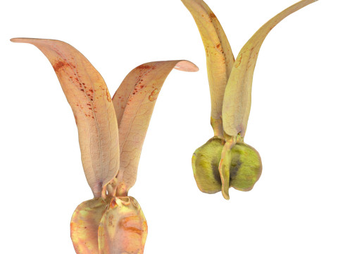 Flying Seed Diptocarpus alatus Modèle 3D