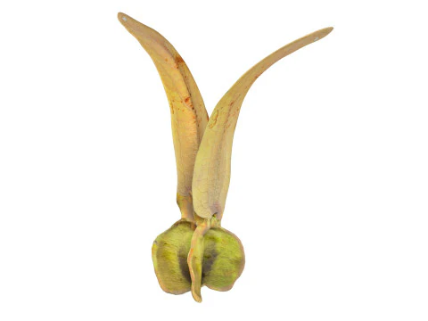 Flying Seed Diptocarpus alatus 3D Model