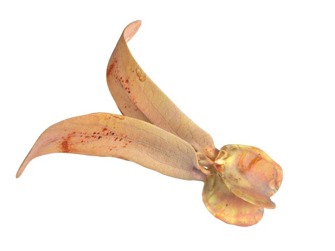 Flying Seed Diptocarpus alatus 3D Model