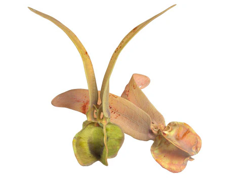Flying Seed Diptocarpus alatus 3D Model
