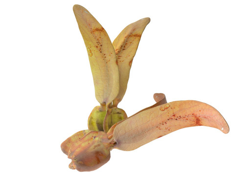 Flying Seed Diptocarpus alatus 3D Модель