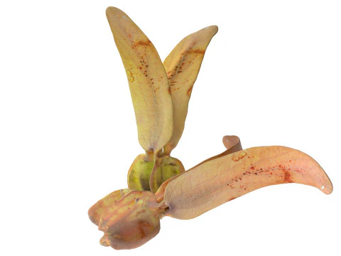 Flying Seed Diptocarpus alatus 3D Model