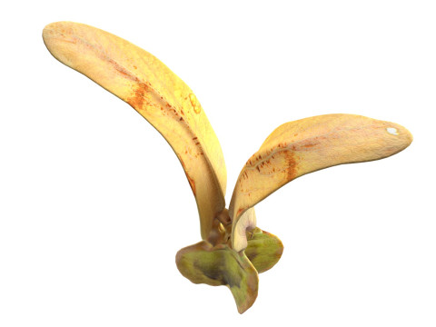 Flying Seed Diptocarpus alatus 3D Модель