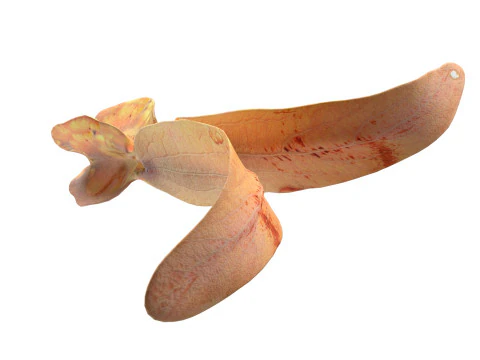 Flying Seed Diptocarpus alatus 3D Model