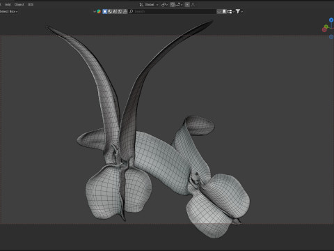 Flying Seed Diptocarpus alatus 3D Модель