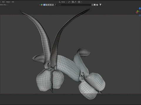 Flying Seed Diptocarpus alatus 3D Model