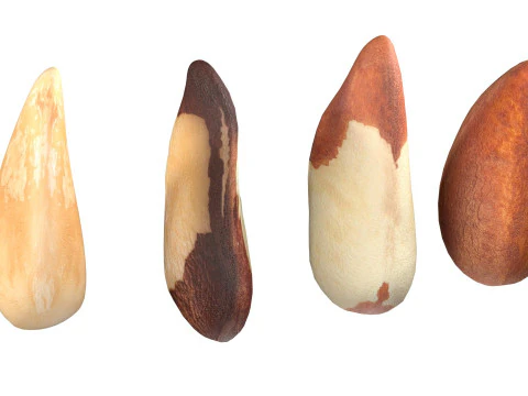 Brazilian nuts collection 3D Model