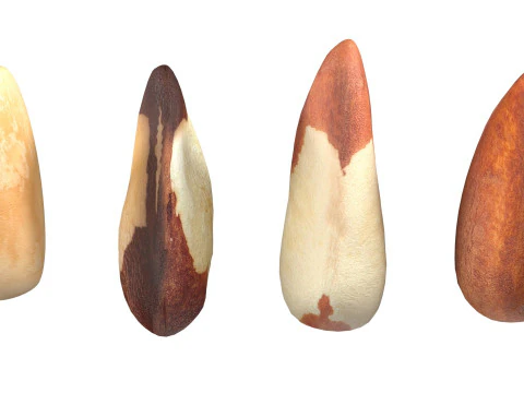 Brazilian nuts collection 3D Model
