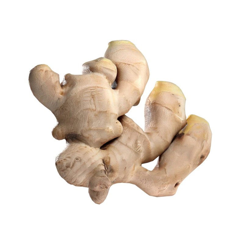 अदरक v2 3D मॉडल .c4d .max .obj .3ds .fbx .stl .blend