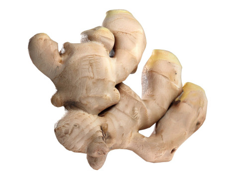 Ginger v2 3D मॉडल