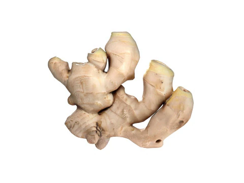 अदरक v2 3D मॉडल