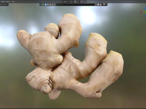 अदरक v2 3D मॉडल