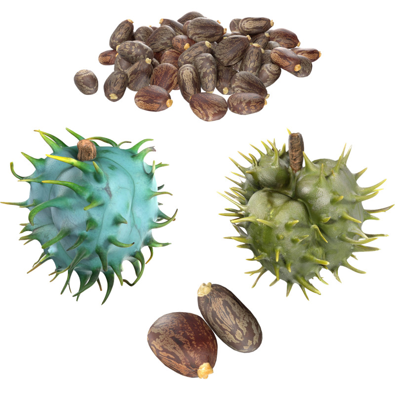 Caster seed set 3D Модель .c4d .max .obj .3ds .fbx .stl .blend