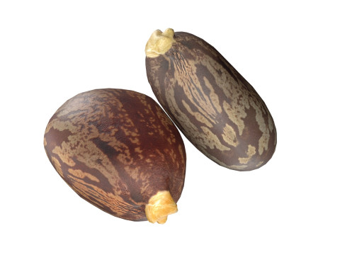 Caster seed set 3D Модель