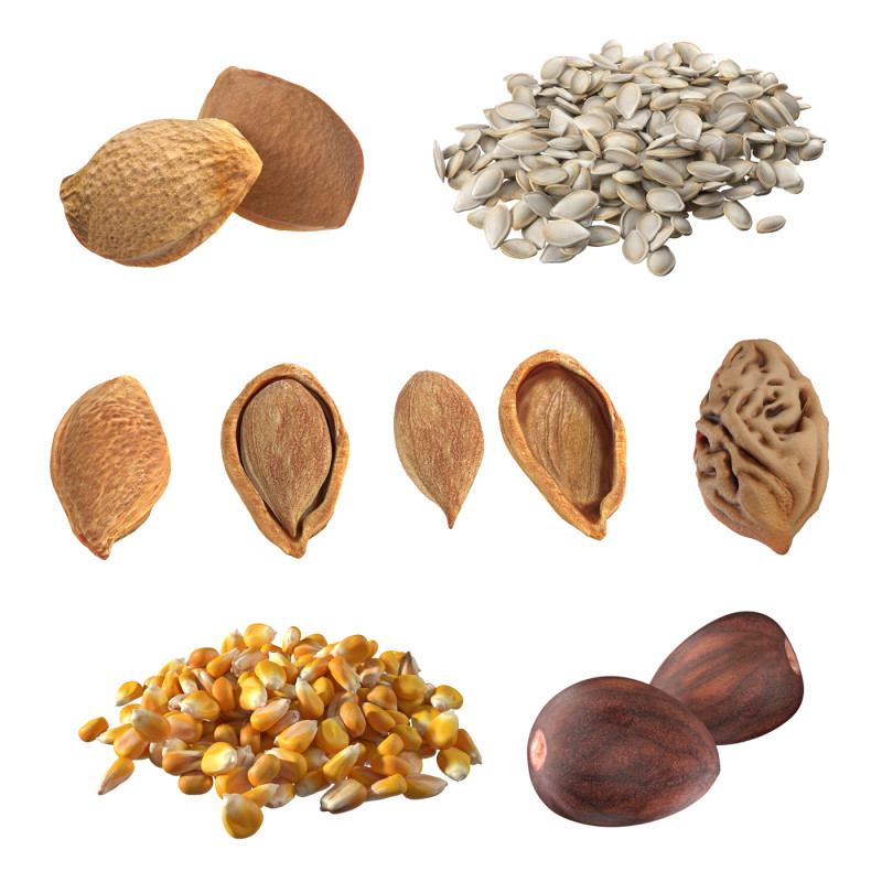 Seed Collection v1 Modello 3D .c4d .max .obj .3ds .fbx .stl .blend
