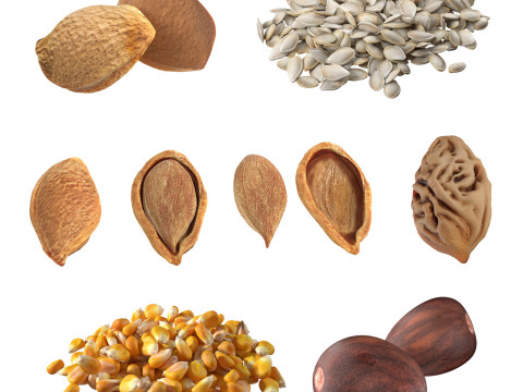 Seed Collection v1 3D मॉडल