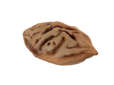 Seed Collection v1 3D Model