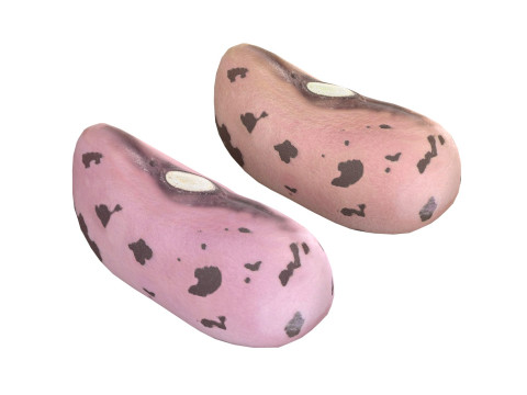 Kidney Bean Collection 3D 모델